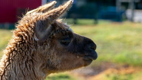 Close-up Portrait of a Furry Alpaca in the Sunshine 4K Wallpaper