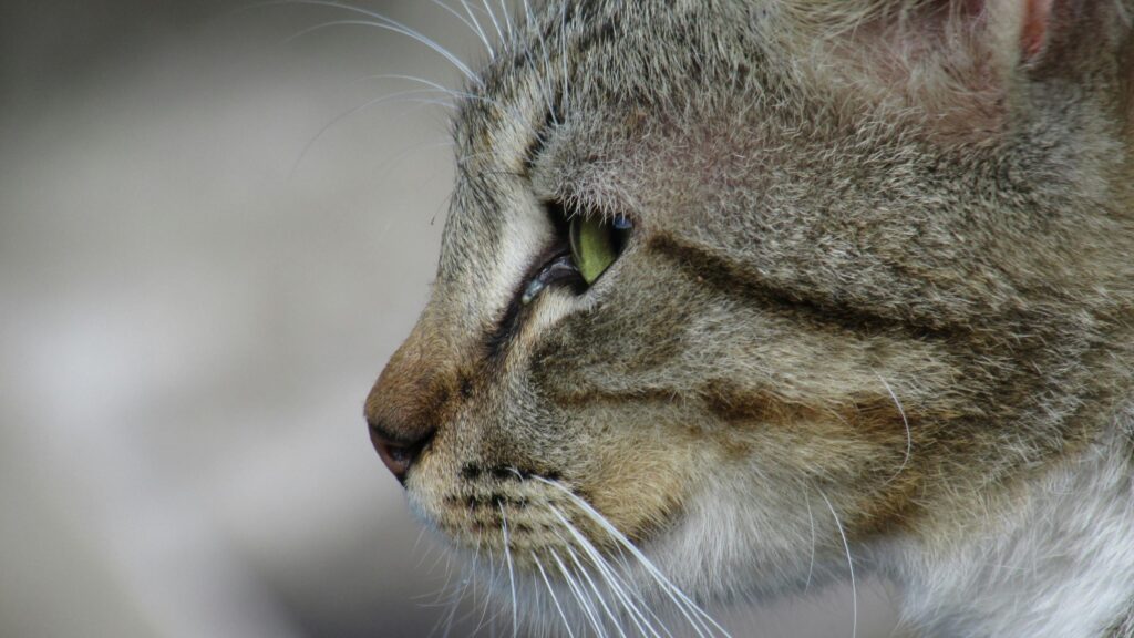 Striking Macro Profile of a Tabby Cat Eye Desktop Wallpaper