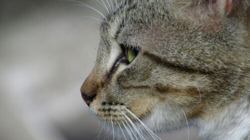 Striking Macro Profile of a Tabby Cat Eye Desktop Wallpaper