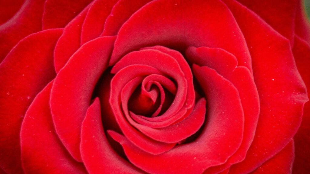 Stunning Macro Red Rose Flower Petals Close Up Desktop Wallpaper