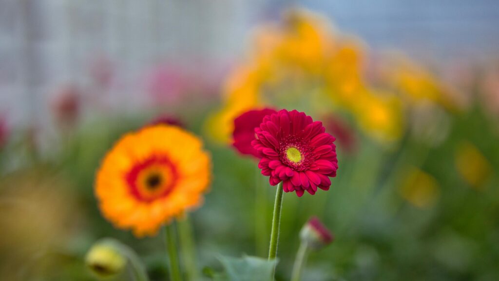 Vibrant Red and Orange Gerbera Daisies Macro Desktop Wallpaper