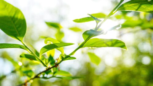 Sunlight Filtering Through Fresh Green Tree Leaves 4K Desktop Wallpaper