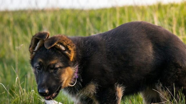 Cute German Shepherd Puppy in Grassy Field Desktop Wallpaper