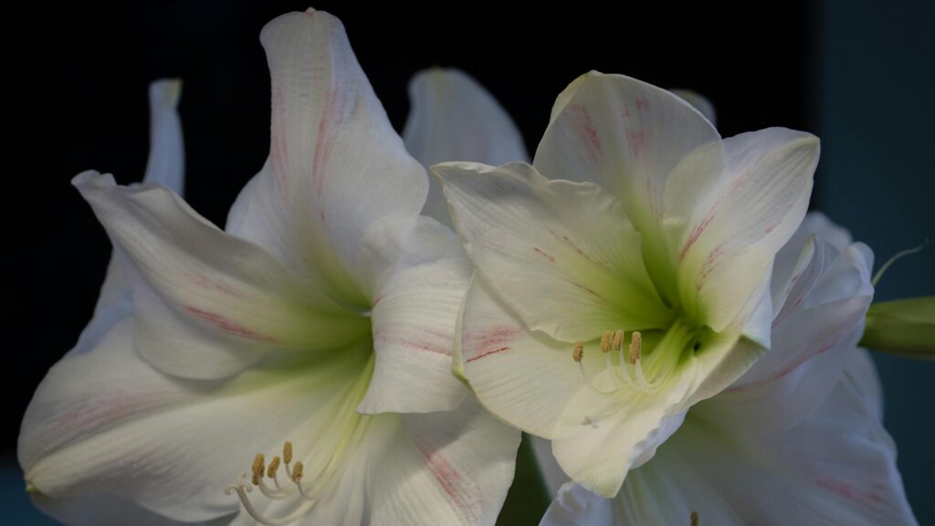 Elegant White Amaryllis Flowers Bloom Close Up 4K Wallpaper