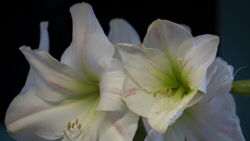 Elegant White Amaryllis Flowers Bloom Close Up 4K Wallpaper
