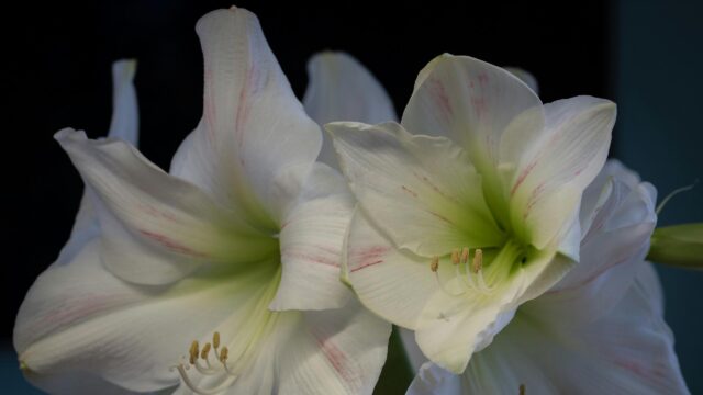 Elegant White Amaryllis Flowers Bloom Close Up 4K Wallpaper
