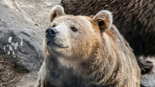 Majestic Brown Bear Close-Up Portrait 4K Wallpaper