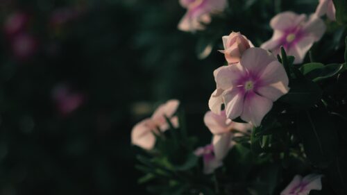 Soft Pastel Vinca Flowers in Moody Garden Setting 4K Desktop Wallpaper