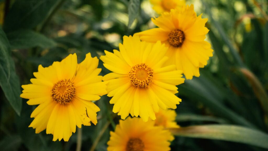 Vibrant Yellow Tickseed Flowers in Sunny Garden 4K Wallpaper