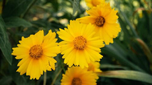 Vibrant Yellow Tickseed Flowers in Sunny Garden 4K Wallpaper