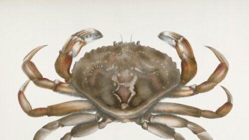 Scientific Crab Illustration Vintage Art 4K Desktop Wallpaper