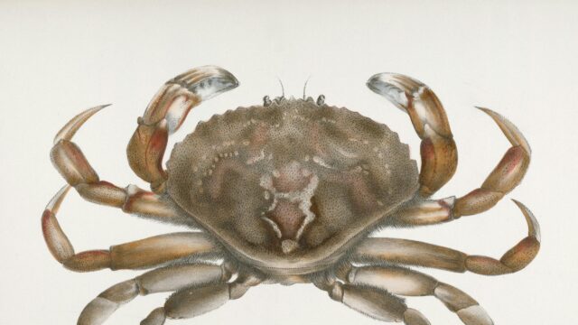 Scientific Crab Illustration Vintage Art 4K Desktop Wallpaper