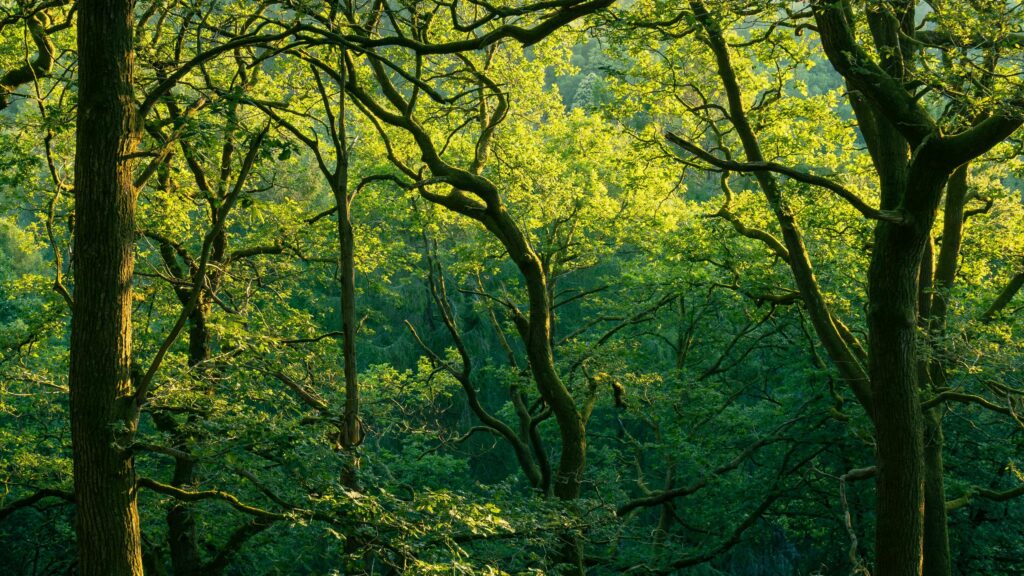 Sunlit Forest Canopy and Green Tree Branches 4K Wallpaper
