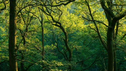 Sunlit Forest Canopy and Green Tree Branches 4K Wallpaper