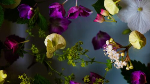 Floating Purple and White Hydrangea Flowers Botanical 4K Wallpaper