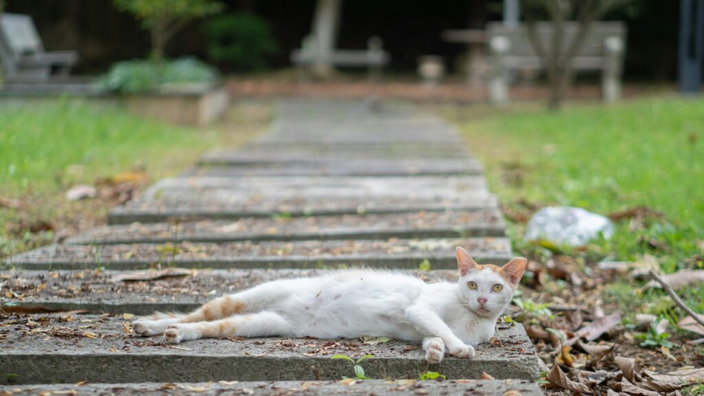 Cute White Cat Resting on Garden Stone Pathway Desktop Wallpaper