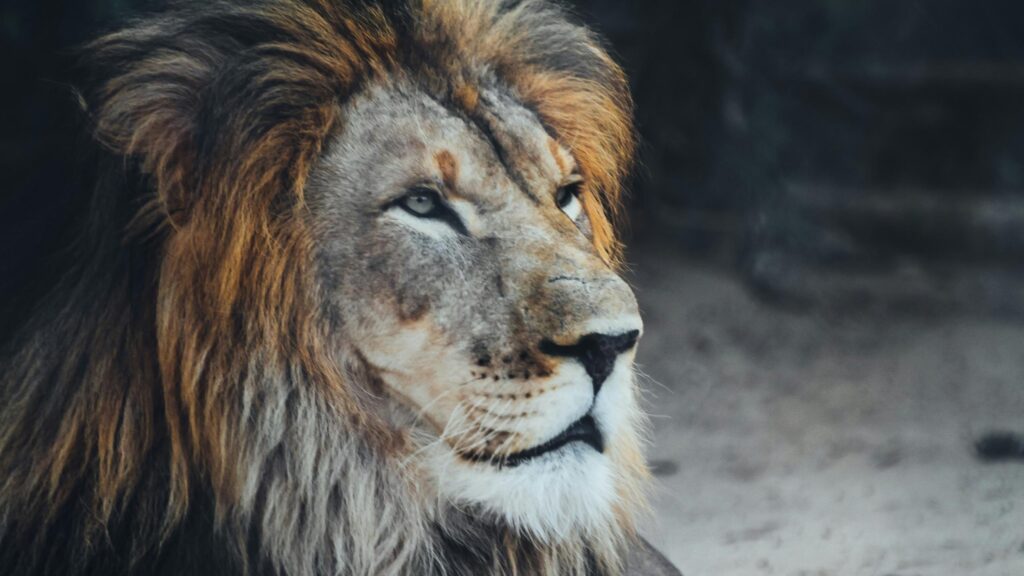 Majestic Male Lion Profile Portrait with Golden Mane Desktop Wallpaper
