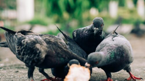 Pigeons Eating Bread Crusts in the Park 4K Desktop Wallpaper