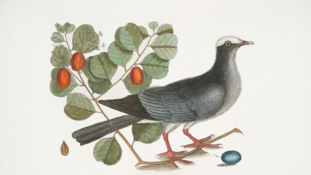Vintage Botanical Illustration of a White-Crowned Pigeon Desktop Wallpaper