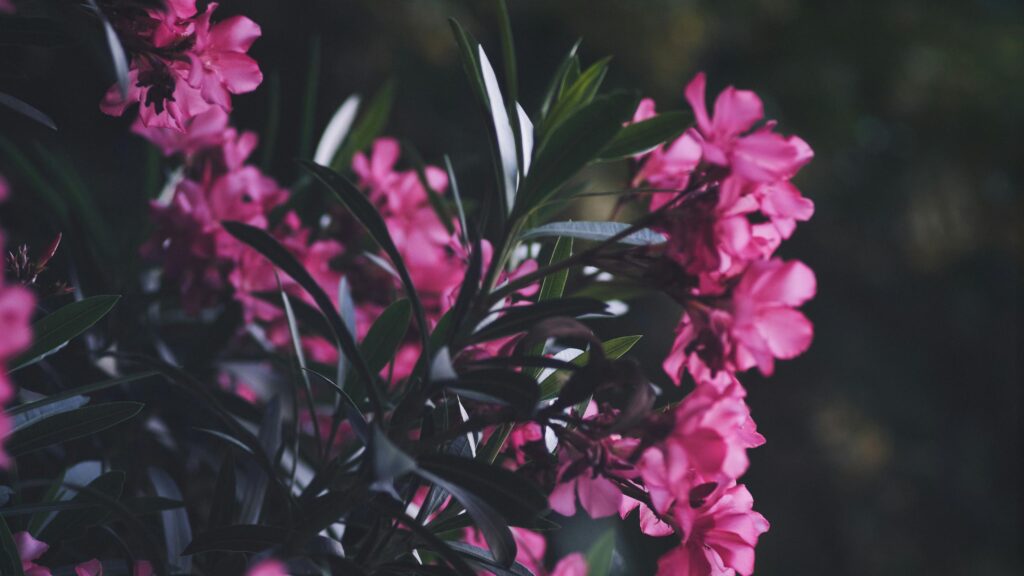 Vibrant Pink Oleander Flowers Close Up 4K Desktop Wallpaper