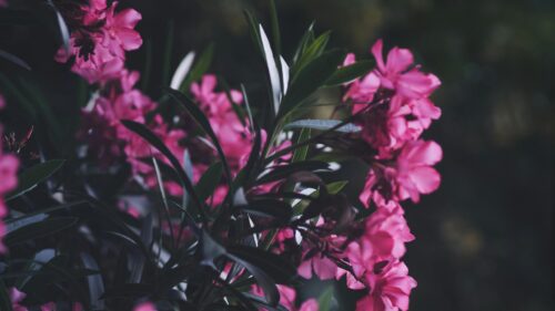 Vibrant Pink Oleander Flowers Close Up 4K Desktop Wallpaper