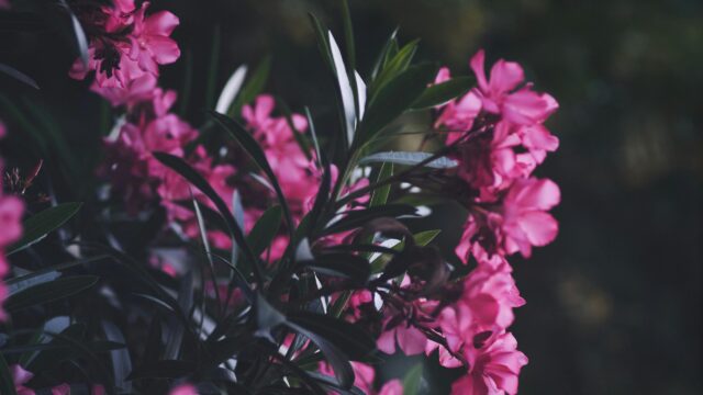 Vibrant Pink Oleander Flowers Close Up 4K Desktop Wallpaper