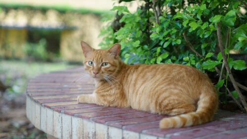 Serene Orange Tabby Cat Resting in a Lush Garden Desktop Wallpaper