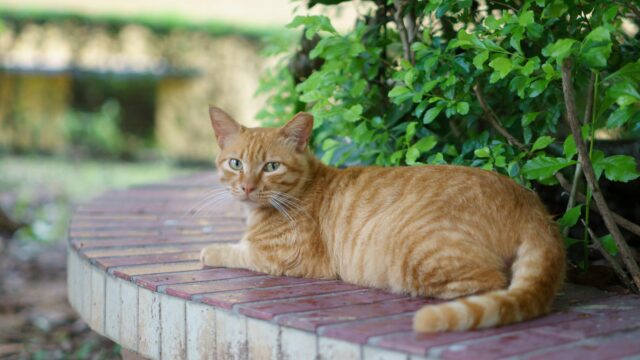 Serene Orange Tabby Cat Resting in a Lush Garden Desktop Wallpaper