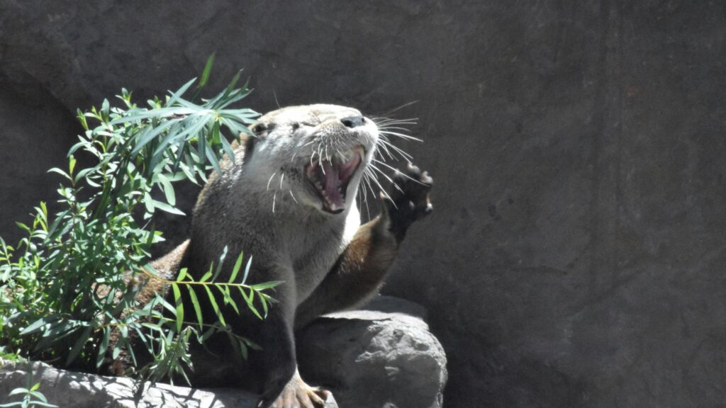 Funny River Otter Yawning and Waving Desktop Wallpaper