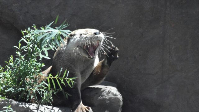 Funny River Otter Yawning and Waving Desktop Wallpaper