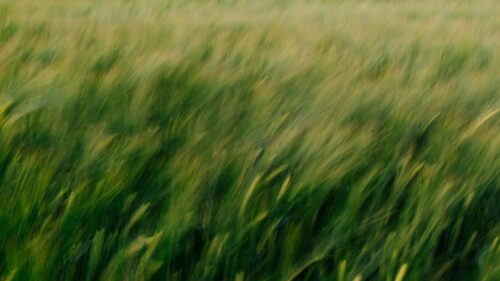 Abstract Motion Blur Green Wheat Field Nature Landscape PC Wallpaper