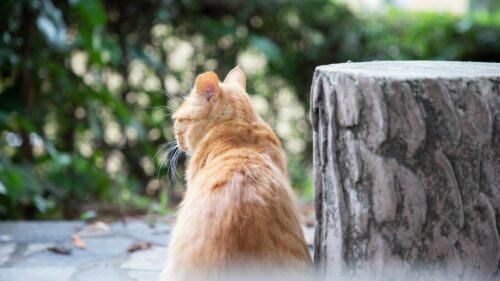Ginger Cat Sitting Beside Stone Pillar Nature Desktop Wallpaper