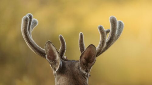 Majestic Velvet Antlers of a Deer in Golden Sunlight 4K Wallpaper