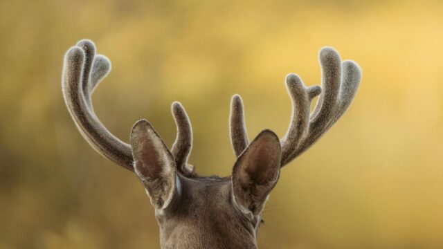 Majestic Velvet Antlers of a Deer in Golden Sunlight 4K Wallpaper