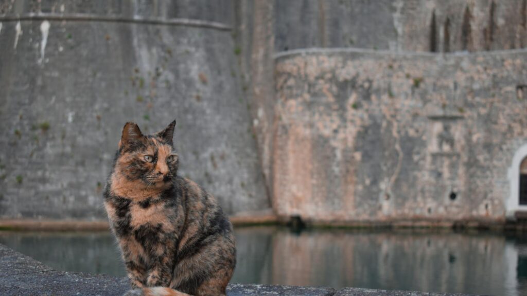 Majestic Tortoiseshell Cat Beside Ancient Stone Walls Desktop Wallpaper