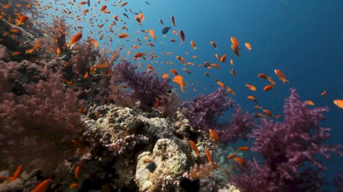 Vibrant Red Sea Anthias Reef Underwater 4K Desktop Wallpaper