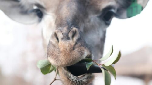 Close-up Giraffe Eating Green Leaves 4K Desktop Wallpaper