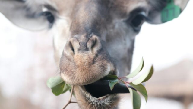 Close-up Giraffe Eating Green Leaves 4K Desktop Wallpaper