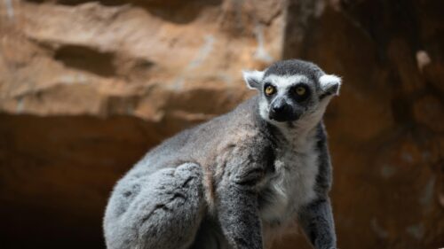 Stunning Ring-Tailed Lemur Close-up Nature Desktop Wallpaper