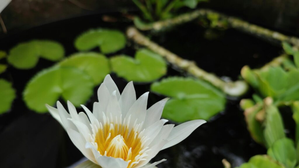 White Water Lily in Bloom Close Up Desktop Wallpaper