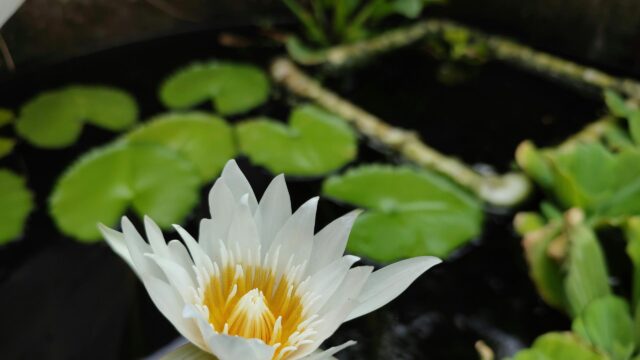 White Water Lily in Bloom Close Up Desktop Wallpaper