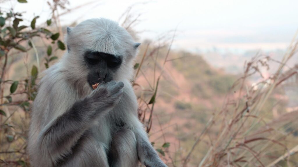 Close-up Portrait of a Grey Langur Monkey in Nature 4K Wallpaper