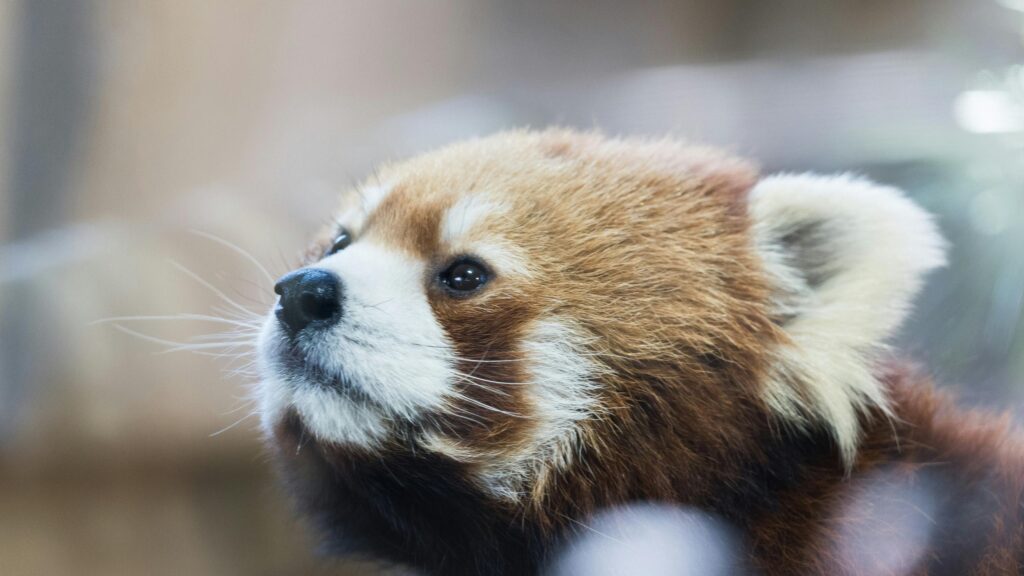 Close-up Portrait of a Cute Red Panda 4K Desktop Wallpaper