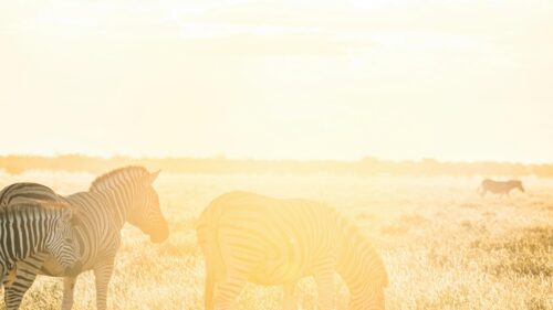 Zebras Grazing at Sunset in African Savanna 4K Wallpaper