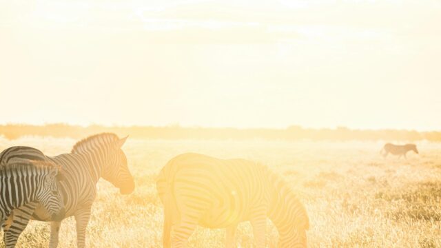 Zebras Grazing at Sunset in African Savanna 4K Wallpaper