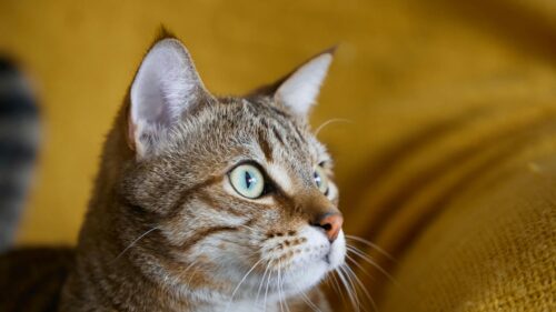Beautiful Tabby Cat with Striking Green Eyes Desktop Wallpaper