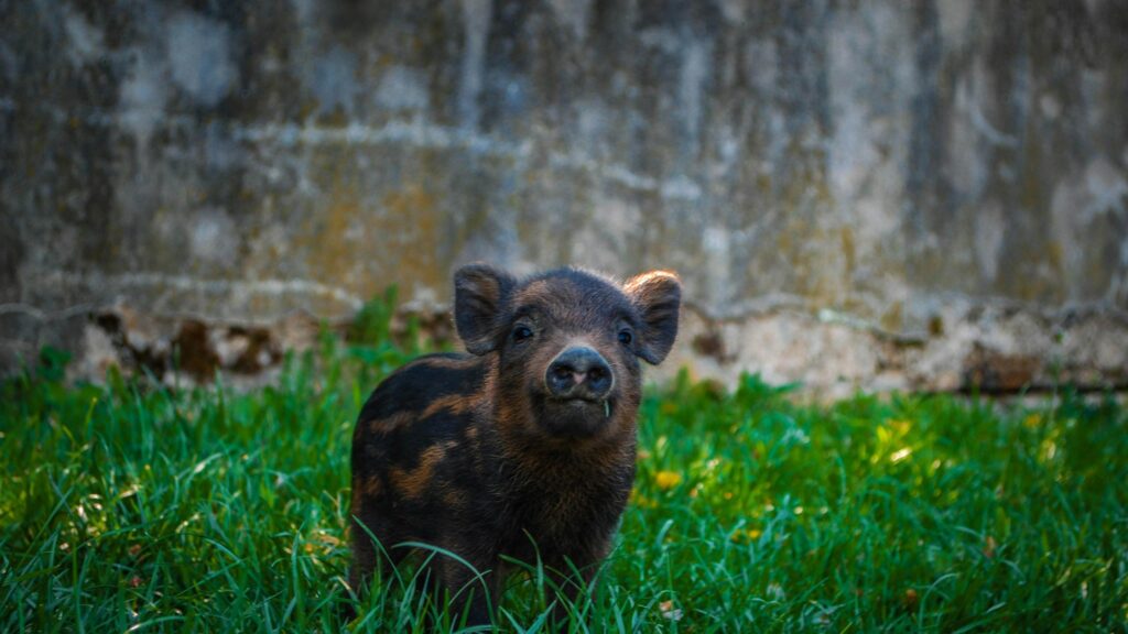 Adorable Wild Boar Piglet Standing in Grassy Field Desktop Wallpaper