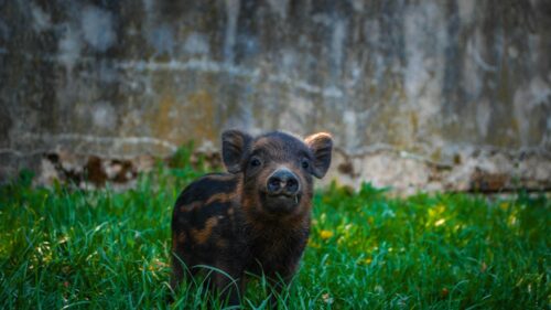 Adorable Wild Boar Piglet Standing in Grassy Field Desktop Wallpaper