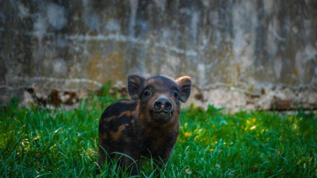Adorable Wild Boar Piglet Standing in Grassy Field Desktop Wallpaper