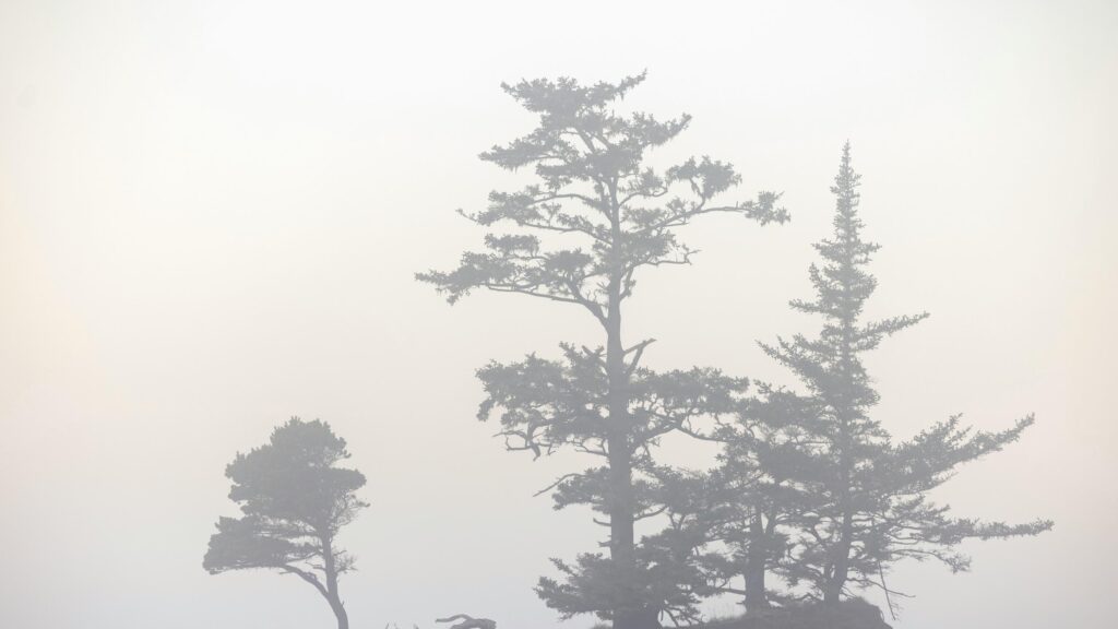 Mist Covered Pine Trees in Minimalist Foggy Forest PC Wallpaper